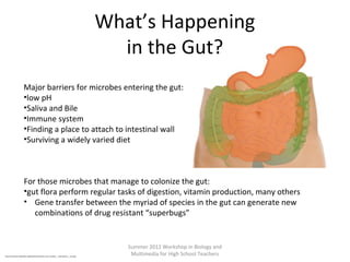 What’s Happening
in the Gut?
Major barriers for microbes entering the gut:
•low pH
•Saliva and Bile
•Immune system
•Finding a place to attach to intestinal wall
•Surviving a widely varied diet

For those microbes that manage to colonize the gut:
•gut flora perform regular tasks of digestion, vitamin production, many others
• Gene transfer between the myriad of species in the gut can generate new
combinations of drug resistant “superbugs”

http://commons.wikimedia.org/wiki/File:Intestine_and_stomach_-_transparent_-_cut.png

Summer 2012 Workshop in Biology and
Multimedia for High School Teachers

 