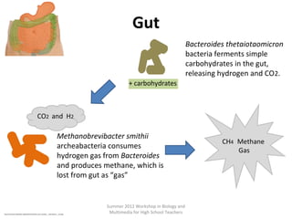 Gut
Bacteroides thetaiotaomicron
bacteria ferments simple
carbohydrates in the gut,
releasing hydrogen and CO2.
+ carbohydrates

CO2 and H2

Methanobrevibacter smithii
archeabacteria consumes
hydrogen gas from Bacteroides
and produces methane, which is
lost from gut as “gas”

http://commons.wikimedia.org/wiki/File:Intestine_and_stomach_-_transparent_-_cut.png

Summer 2012 Workshop in Biology and
Multimedia for High School Teachers

CH4 Methane
Gas

 
