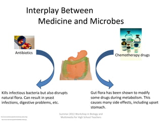 Interplay Between
Medicine and Microbes

Antibiotics

Chemotherapy drugs

Kills infectious bacteria but also disrupts
natural flora. Can result in yeast
infections, digestive problems, etc.

http://commons.wikimedia.org/wiki/File:Chemotherapy_bottles_NCI.jpg
http://commons.wikimedia.org/wiki/File:NOVAMOXIN_antibiotic.jpg

Gut flora has been shown to modify
some drugs during metabolism. This
causes many side effects, including upset
stomach.

Summer 2012 Workshop in Biology and
Multimedia for High School Teachers

 