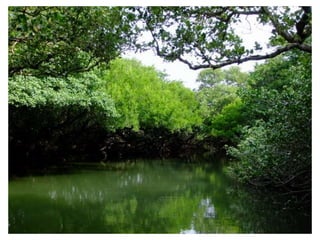 四草大眾廟，相傳建於康熙年間，供奉主神鎮海大元帥 - 陳酉，一說是鄭成功收台時先鋒副將，
在北汕尾島殲滅荷蘭兵士三百餘人，康熙39年建祠以表揚戰功，一說是臺灣人，乾隆年間遭奸
官讒言，吞金後投海自盡，遺體飄流到大眾廟海灘。乾隆念其忠烈，冊封他為『鎮海元帥』
並入祀大眾廟。
廟後的荷蘭人骨塚，紀念戰死異鄉的荷蘭人
大眾廟前”台江國家公園”
標誌，在這裡可以搭乘竹
筏遊"紅樹林綠色隧道"，
四草，原名北汕尾島，鄭成功當年就是在此登岸跟荷蘭人血戰。
 