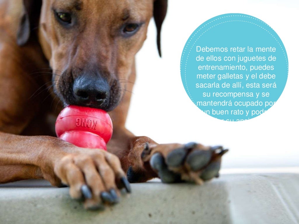 Que Pasa Si Mi Perro Muerde Una Rata ¿ Por qué mi perro muerde?