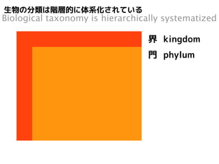 生物の分類は階層的に体系化されている 
Biological taxonomy is hierarchically systematized 
界 kingdom 
門 phylum 
綱 class 
目 order 
科 family 
 