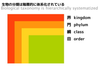 生物の分類は階層的に体系化されている 
Biological taxonomy is hierarchically systematized 
界 kingdom 
門 phylum 
綱 class 
目 order 
科 family 
属 genus 
種 species 
 