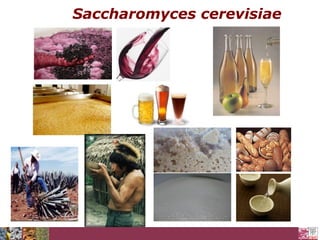 Saccharomyces cerevisiae

 