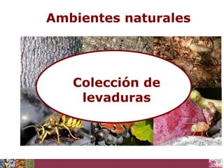 Ambientes naturales

Colección de
levaduras

 