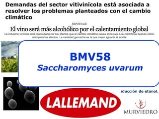 Demandas del sector vitivinícola está asociada a
resolver los problemas planteados con el cambio
climático

BMV58

Vinos con elevado contenido en alcohol
Saccharomyces uvarum
Excesiva astringencia
Vinos dulces: fructosa

Levaduras menor rendimiento en la producción de etanol.
Levaduras que produzcan más glicerol
Levaduras fructofílicas

 
