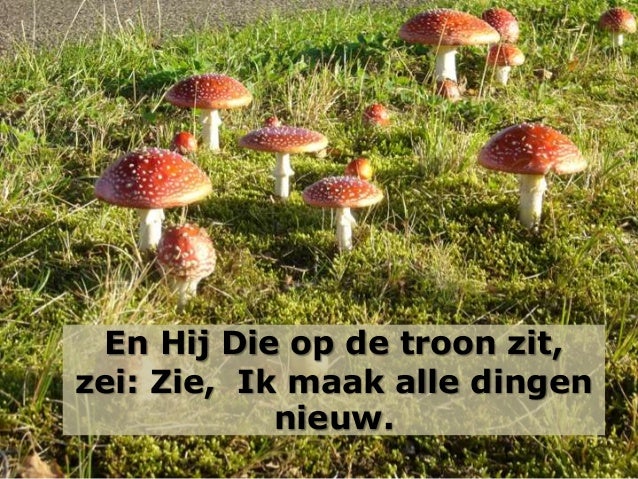 Ik maak alle dingen nieuw