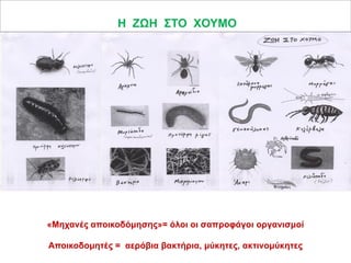 Δ) Οι οργανισμοί του εδάφους
Η ΖΩΗ ΣΤΟ ΧΟΥΜΟ

«Μηχανές αποικοδόμησης»= όλοι οι σαπροφάγοι οργανισμοί
Αποικοδομητές = αερόβια βακτήρια, μύκητες, ακτινομύκητες

 