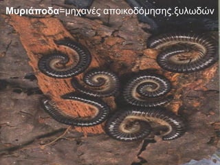 Μυριάποδα=μηχανές αποικοδόμησης ξυλωδών

 