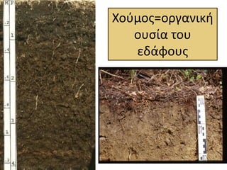 Χούμος=οργανική
ουσία του
εδάφους

 