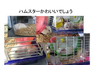 ϥॹ`襤Ǥ礦	

 