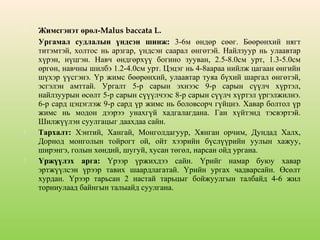






Жимсгэнэт өрөл-Malus baccata L.
Ургамал судлалын үндсэн шинж: 3-6м өндөр сөөг. Бөөрөнхий нягт
титэмтэй, холтос нь арзгар, үндсэн саарал өнгөтэй. Найлзуур нь улаавтар
хүрэн, нүцгэн. Навч өндгөрхүү богино зууван, 2.5-8.0см урт, 1.3-5.0см
өргөн, навчны шилбэ 1.2-4.0см урт. Цэцэг нь 4-8аараа нийлж цагаан өнгийн
шүхэр үүсгэнэ. Үр жимс бөөрөнхий, улаавтар туяа бүхий шаргал өнгөтэй,
эсгэлэн амттай. Ургалт 5-р сарын эхнээс 9-р сарын сүүлч хүртэл,
найлзуурын өсөлт 5-р сарын сүүүлчээс 8-р сарын сүүлч хүртэл үргэлжилнэ.
6-р сард цэцэглэж 9-р сард үр жимс нь боловсорч гүйцнэ. Хавар болтол үр
жимс нь модон дээрээ унахгүй хадгалагдана. Ган хүйтэнд тэсвэртэй.
Шилжүүлэн суулгацыг даахдаа сайн.
Тархалт: Хэнтий, Хангай, Монголдагуур, Хянган орчим, Дундад Халх,
Дорнод монголын тойрогт ой, ойт хээрийн бүслүүрийн уулын хажуу,
ширэнгэ, голын хөндий, шугуй, хусан төгөл, нарсан ойд ургана.
Үржүүлэх арга: Үрээр үржихдээ сайн. Үрийг намар буюу хавар
эртжүүлсэн үрээр тавих шаардлагатай. Үрийн ургах чадварсайн. Өсөлт
хурдан. Үрээр тарьсан 2 настай тарьцыг бойжуулгын талбайд 4-6 жил
торниулаад байнгын талыайд суулгана.

 