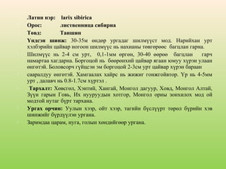 














Латин нэр: larix sibirica
Орос:
лиственница сибириа
Төвд:
Таншин
Үндсэн шинж: 30-35м өндөр ургадаг шилмүүст мод. Нарийхан урт
хэлбэрийн цайвар ногоон шилмүүс нь нахианы төвгөрөөс багцлан гарна.
Шилмүүс нь 2-4 см урт, 0,1-1мм өргөн, 30-40 өөрөө багцлан
гарч
намартаа хагдарна. Боргоцой нь бөөрөнхий цайвар ягаан юмуу хүрэн улаан
өнгөтэй. Боловсорч гүйцсэн эм боргоцой 2-3см урт цайвар хүрэн бараан
сааралдуу өнгөтэй. Хамгаалах хайрс нь жижиг гонжгойвтор. Үр нь 4-5мм
урт , далавч нь 0.8-1.7см хүртэл .
Тархалт: Хөвсгөл, Хэнтий, Хангай, Монгол дагуур, Ховд, Монгол Алтай,
Зүүн гарын Говь, Их нууруудын хотгор, Монгол орны зонхилох мод ой
модтой нутаг бүрт тархана.
Ургах орчин: Уулын хээр, ойт хээр, тагийн бүслүүрт төрөл бүрийн хэв
шинжийг бүрдүүлэн ургана.
Заримдаа царам, нуга, голын хөндийгөөр ургана.

 