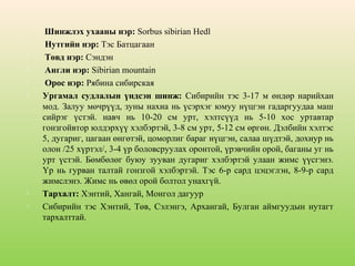 








Шинжлэх ухааны нэр: Sorbus sibirian Hedl
Нутгийн нэр: Тэс Батцагаан
Төвд нэр: Сэндэн
Англи нэр: Sibirian mountain
Орос нэр: Рябина сибирская
Ургамал судлалын үндсэн шинж: Сибирийн тэс 3-17 м өндөр нарийхан
мод. Залуу мөчрүүд, зуны нахиа нь үсэрхэг юмуу нүцгэн гадаргуудаа маш
сийрэг үстэй. навч нь 10-20 см урт, хэлтсүүд нь 5-10 хос уртавтар
гонзгойвтор юлдэрхүү хэлбэртэй, 3-8 см урт, 5-12 см өргөн. Дэлбийн хэлтэс
5, дугариг, цагаан өнгөтэй, цоморлиг бараг нүцгэн, салаа шүдтэй, дохиур нь
олон /25 хүртэл/, 3-4 үр боловсруулах оронтой, үрэвчийн орой, баганы уг нь
урт үстэй. Бөмбөлөг буюу зууван дугариг хэлбэртэй улаан жимс үүсгэнэ.
Үр нь гурван талтай гонзгой хэлбэртэй. Тэс 6-р сард цэцэглэн, 8-9-р сард
жимслэнэ. Жимс нь өвөл орой болтол унахгүй.
Тархалт: Хэнтий, Хангай, Монгол дагуур
Сибирийн тэс Хэнтий, Төв, Сэлэнгэ, Архангай, Булган аймгуудын нутагт
тархалттай.

 