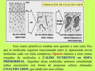 FORMACIÓN DE COACERVADOS

Eses mares primitivos estaban moi quentes e esta calor fixo
que as moléculas seguisen reaccionando entre si, aparecendo novas
moléculas cada vez máis complexas; Oparin chamou a estes mares
cargados de moléculas o CALDO NUTRITIVO ou SOPA
PRIMORDIAL. Algunhas desas moléculas uníronse constituíndo
unhas asociacións con forma de pequenas esferas chamadas
COACERVADOS, que aínda non eran células.

 