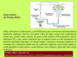 Experimento
de Stanley Miller

Miller demostrou no laboratorio, a posibilidade de que se formasen espontaneamente
moléculas orgánicas. Para iso, fixo pasar vapor de auga a través dun recipiente de
cristal que contiña unha mestura de gases como metano (CH4),amoníaco (NH3),
hidróxeno (H2) entre outras moléculas que se supuña serían as máis abundantes na
primitiva atmosfera reductora. Ao mesmo tempo, sometíaas a descargas eléctricas. O
resultado foi a formación dunha serie de moléculas orgánicas como acedo aspártico,
acedo glutámico, acedo acético, acedo fórmico, urea, alanina e glicocola entre outras
moléculas.
Stanley Miller y Harold Urey

http://www.youtube.com/watch?v=w9kiP7knmdg&feature=player_embedded

 