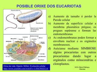POSIBLE ORIXE DOS EUCARIOTAS
a) Aumento de tamaño ó perder la
Parede celular
b) Aumento da superficie celular a
membrna plasmática prégase, os
pregues sepáranse e forman las
endomembranas
c) As endomembranas poden formar a
envoltura nuclear e os orgánulos
membranosos.
d) Asócianse mediante SIMBIOSE

Orixe da vida. Oparin. Miller. Evolución celular
http://www.youtube.com/watch?v=1-FbUNO2UzA

algúns procariotas con outros
procariontas dando lugar a
orgánulos como mitocondrias e
cloroplastos.
I.E.S. Otero Pedrayo.
Ourense

 