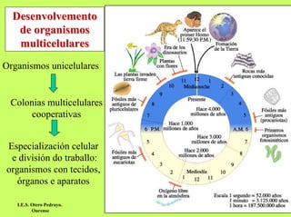 Desenvolvemento
de organismos
multicelulares
Organismos unicelulares

Colonias multicelulares
cooperativas
Especialización celular
e división do traballo:
organismos con tecidos,
órganos e aparatos
I.E.S. Otero Pedrayo.
Ourense

 
