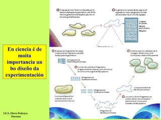 En ciencia é de
moita
importancia un
bo diseño da
experimentación

I.E.S. Otero Pedrayo.
Ourense

 