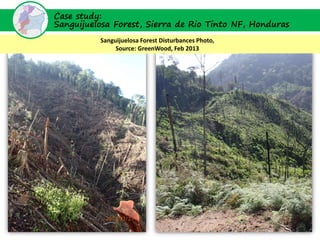 Case study:
Sanguijuelosa Forest, Sierra de Rio Tinto NF, Honduras
          Sanguijuelosa Forest Disturbances Photo,
               Source: GreenWood, Feb 2013
 