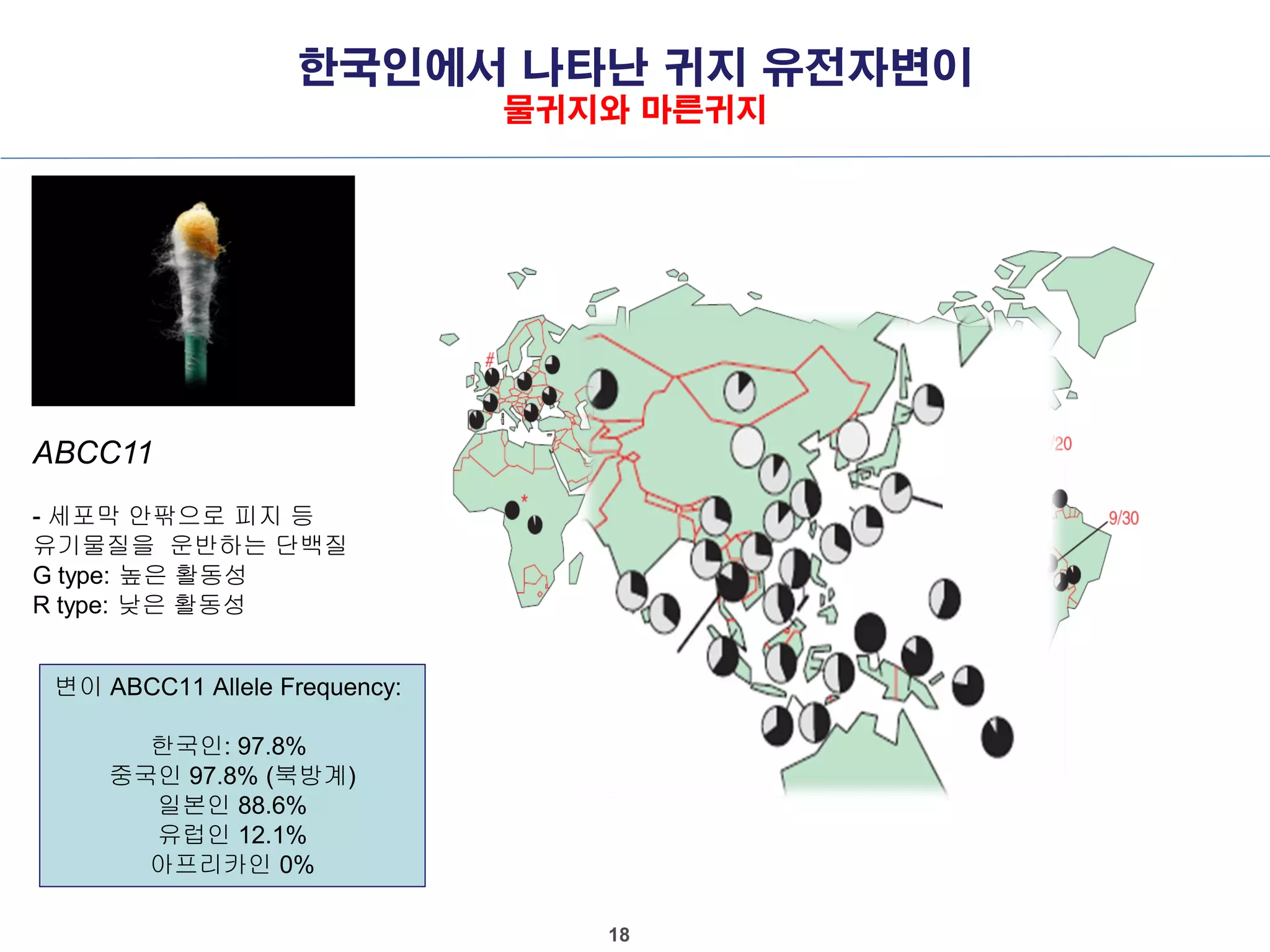 한국인에서 나타난 귀지 유전자변이
물귀지와 마른귀지
18
ABCC11
- 세포막 안팎으로 피지 등
유기물질을 운반하는 단백질
G type: 높은 활동성
R type: 낮은 활동성
변이 ABCC11 Allele Frequency:
한국인: 97.8%
중국인 97.8% (북방계)
일본인 88.6%
유럽인 12.1%
아프리카인 0%
 