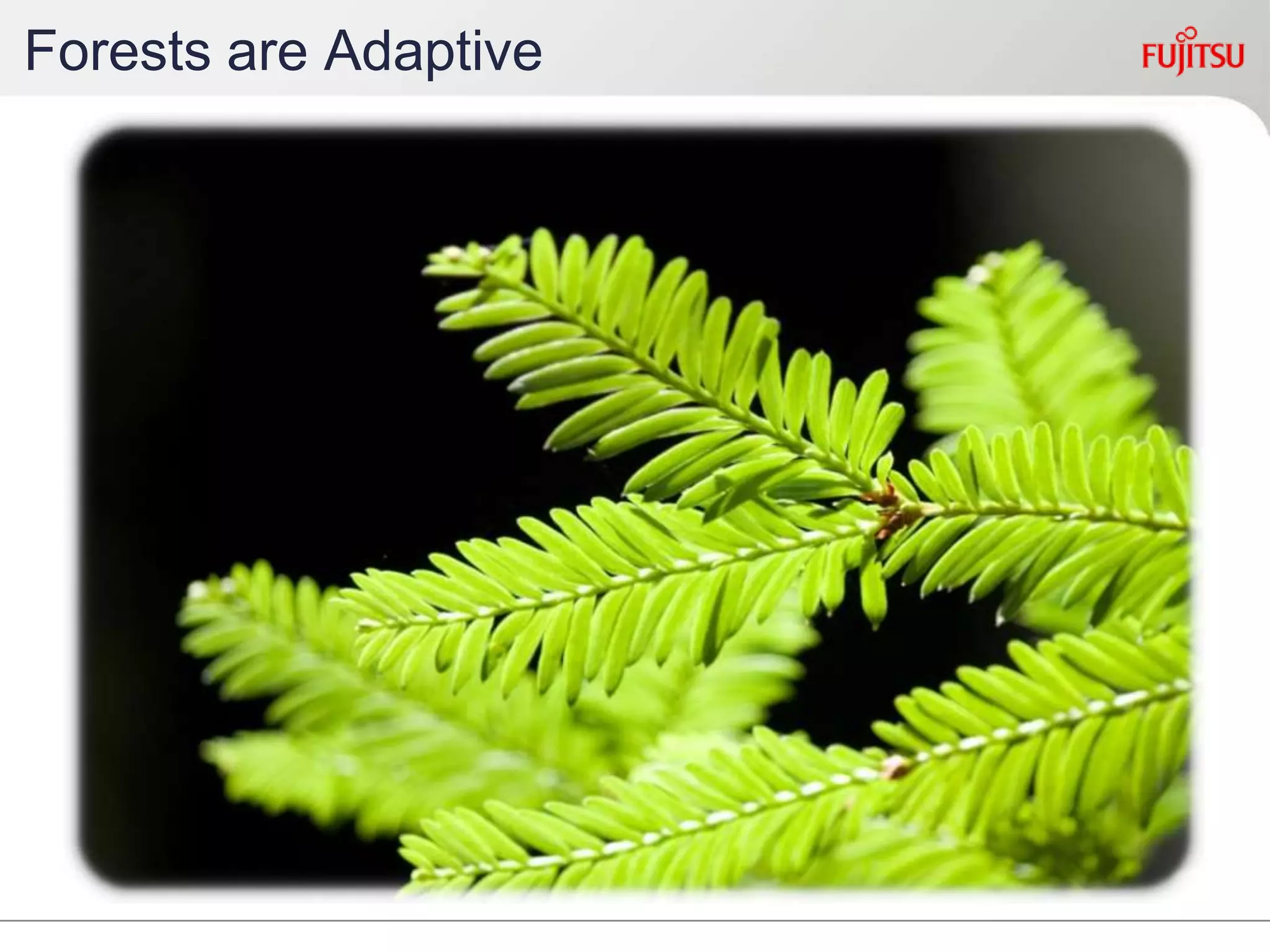 Forests are Adaptive
 