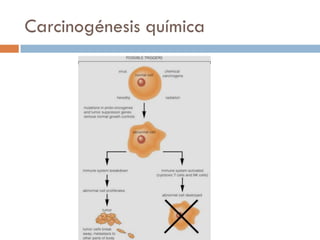 Carcinogénesis química
 