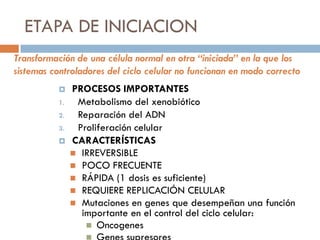 ETAPA DE INICIACION
 PROCESOS IMPORTANTES
1. Metabolismo del xenobiótico
2. Reparación del ADN
3. Proliferación celular
 CARACTERÍSTICAS
 IRREVERSIBLE
 POCO FRECUENTE
 RÁPIDA (1 dosis es suficiente)
 REQUIERE REPLICACIÓN CELULAR
 Mutaciones en genes que desempeñan una función
importante en el control del ciclo celular:
 Oncogenes
Transformación de una célula normal en otra “iniciada” en la que los
sistemas controladores del ciclo celular no funcionan en modo correcto
 