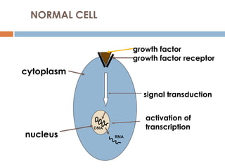 NORMAL CELL
growth factor
growth factor receptor
signal transduction
activation of
transcription
cytoplasm
nucleus
DNA
RNA
 