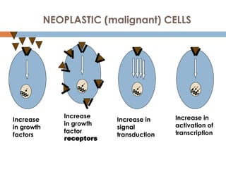 NEOPLASTIC (malignant) CELLS
Increase
in growth
factors
Increase
in growth
factor
receptors
Increase in
signal
transduction
Increase in
activation of
transcription
 