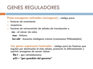 GENES REGULADORES
Proto-oncogenes activados (oncogenes) - código para:
 factores de crecimiento
 receptores
 factores de retransmisión de señales de transducción o
ras - el cáncer de colon
myc - linfoma
bcr-abl - leucemia mielógena crónica (cromosoma Philladelphia)
Los genes supresores tumorales - código para los factores que
regulan por disminución el ciclo celular, promover la diferenciación y
suprimir oncogenes de causar cáncer
Rb-1 - gen retinoblastoma
p53 – “gen guardián del genoma”
 