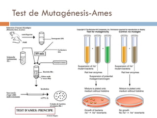Test de Mutagénesis-Ames
 