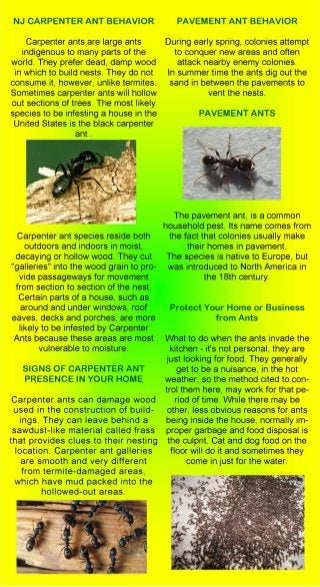 Carpenter Ant and Black Ant Exterminating NJ 732-284-3807 Middlesex County