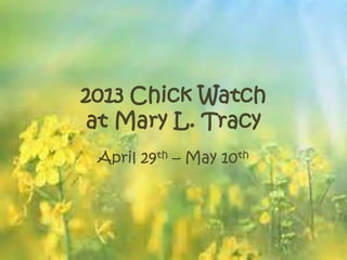 2013 Chick Watch
at Mary L. Tracy
April 29th – May 10th
 