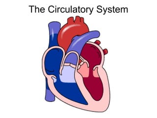 The Circulatory System
 