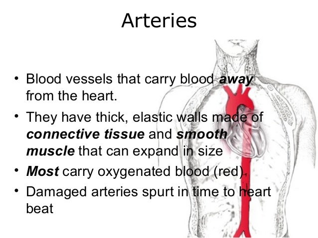 circulatory system