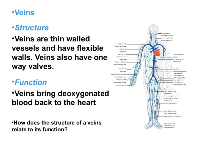 circulatory system