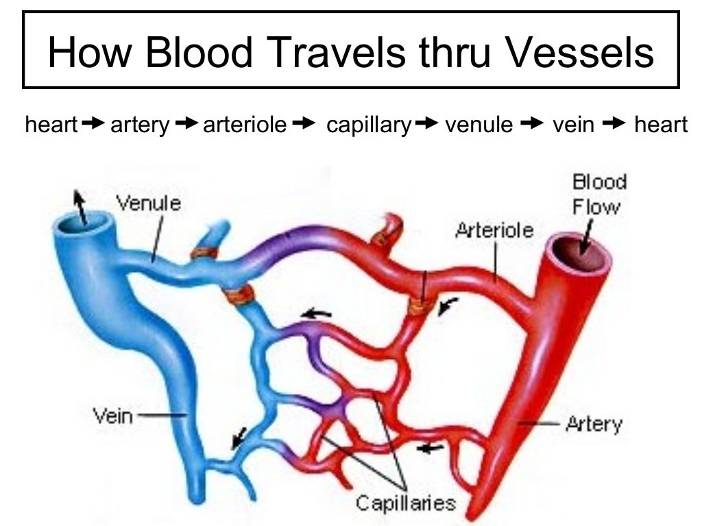 circulatory system