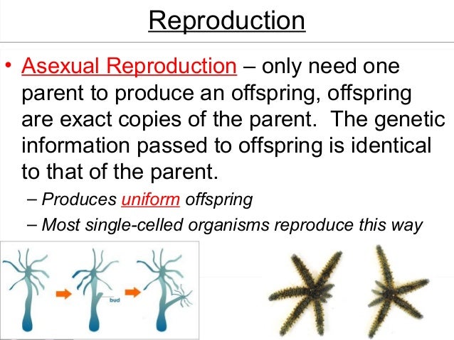 One Celled Organism >> 2014 Genes and Heredity One Celled Organism >> 2014 Genes and Heredity