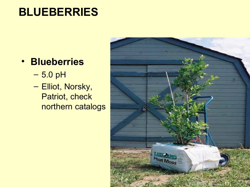 Grow Your Own, Nevada! Spring 2013 Growing Fruit Trees and Berries i…