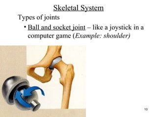 http://www.muslimworld.co.uk/images/body.jpg
10
Skeletal System
Types of joints
• Ball and socket joint – like a joystick in a
computer game (Example: shoulder)
 