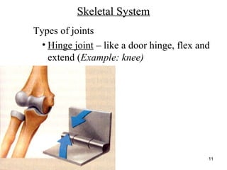 http://www.muslimworld.co.uk/images/body.jpg
11
Skeletal System
Types of joints
• Hinge joint – like a door hinge, flex and
extend (Example: knee)
 