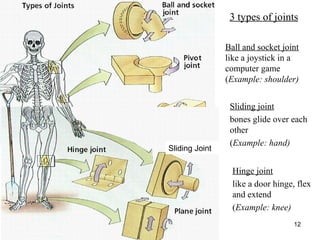 http://www.muslimworld.co.uk/images/body.jpg
12
Sliding Joint
3 types of joints
Ball and socket joint
like a joystick in a
computer game
(Example: shoulder)
Sliding joint
bones glide over each
other
(Example: hand)
Hinge joint
like a door hinge, flex
and extend
(Example: knee)
 