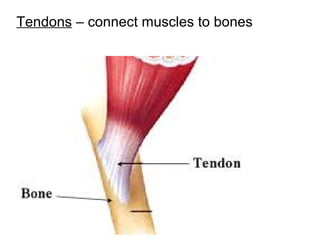 http://www.muslimworld.co.uk/images/body.jpg
14
Tendons – connect muscles to bones
 