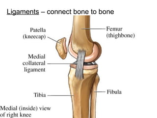 http://www.muslimworld.co.uk/images/body.jpg
15
Ligaments – connect bone to bone
 