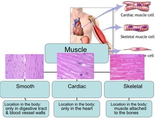 http://www.muslimworld.co.uk/images/body.jpg
16
Muscle
Types
Location in the body: Location in the body: Location in the body:
Smooth Cardiac Skeletal
only in digestive tract
& blood vessel walls
only in the heart muscle attached
to the bones
 