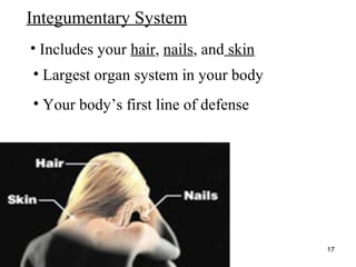 http://www.muslimworld.co.uk/images/body.jpg
17
Integumentary System
• Includes your hair, nails, and skin
• Largest organ system in your body
• Your body’s first line of defense
 