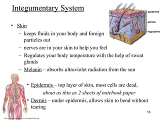 http://www.muslimworld.co.uk/images/body.jpg
18
Integumentary System
• Skin
– keeps fluids in your body and foreign
particles out
– nerves are in your skin to help you feel
– Regulates your body temperature with the help of sweat
glands
– Melanin – absorbs ultraviolet radiation from the sun
• Epidermis – top layer of skin, most cells are dead,
about as thin as 2 sheets of notebook paper
• Dermis – under epidermis, allows skin to bend without
tearing
 