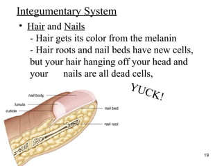 http://www.muslimworld.co.uk/images/body.jpg
• Hair and Nails
- Hair gets its color from the melanin
- Hair roots and nail beds have new cells,
but your hair hanging off your head and
your nails are all dead cells,
19
Integumentary System
YUCK!
 