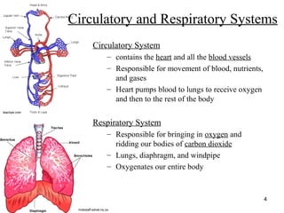 http://www.muslimworld.co.uk/images/body.jpg
4
Circulatory and Respiratory Systems
Circulatory System
– contains the heart and all the blood vessels
– Responsible for movement of blood, nutrients,
and gases
– Heart pumps blood to lungs to receive oxygen
and then to the rest of the body
Respiratory System
– Responsible for bringing in oxygen and
ridding our bodies of carbon dioxide
– Lungs, diaphragm, and windpipe
– Oxygenates our entire body
teachpe.com
hrsbstaff.ednet.ns.ca
 